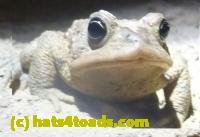 /home//u458753944/public_html/sourcegallery//////Roxborough Toad Detour/2013-2019/2013/2013-04-09/P1120048.JPG